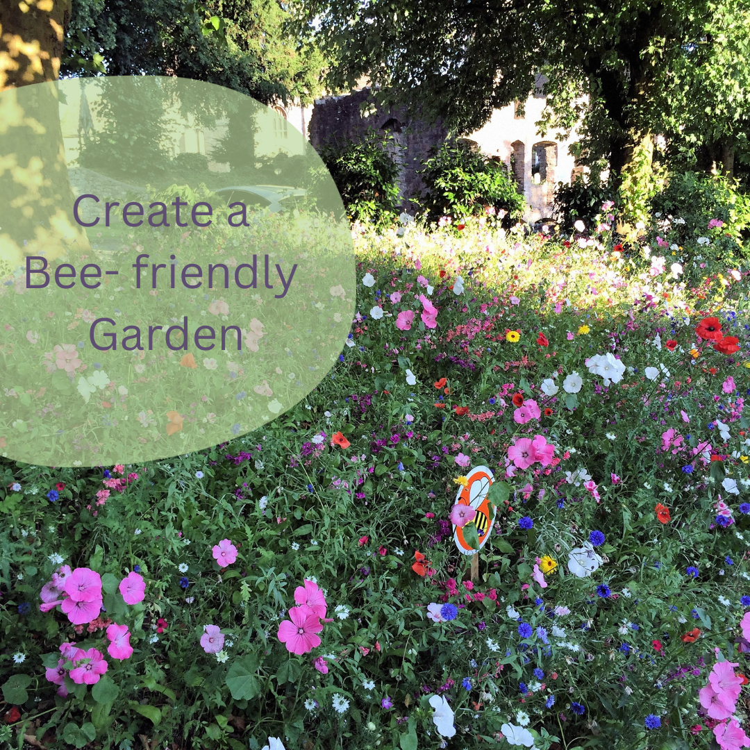 How to Make a Bee-friendly Garden
