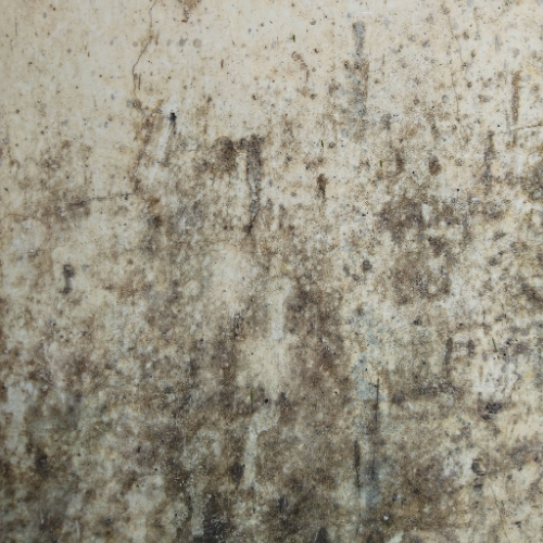 Eco-Friendly Ways to Get Rid of Mould